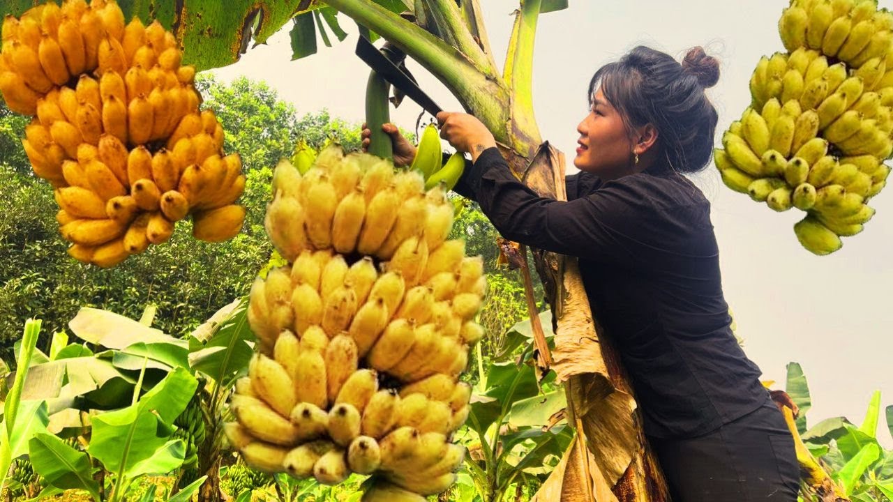Single Mom Life Harvest Big Bananas Go To Market Sell Construction ...