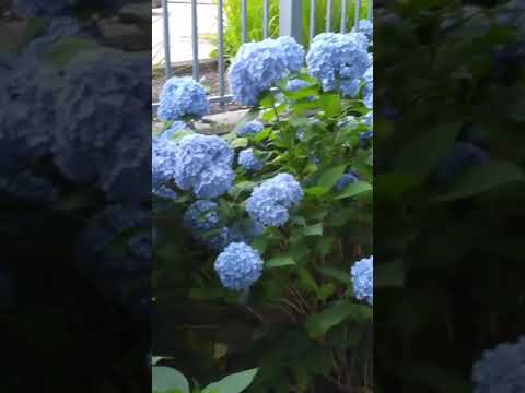 Video: Info Bluebird Hydrangea: Tumbuh Hydrangea Lacecap Bluebird