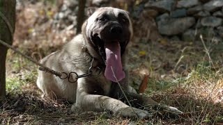 ENERJİLERİNİ ATMA SIRASI CANE CORSO ŞİLA İLE ANADOLU ÇOBAN KÖPEĞİ JOKER DE