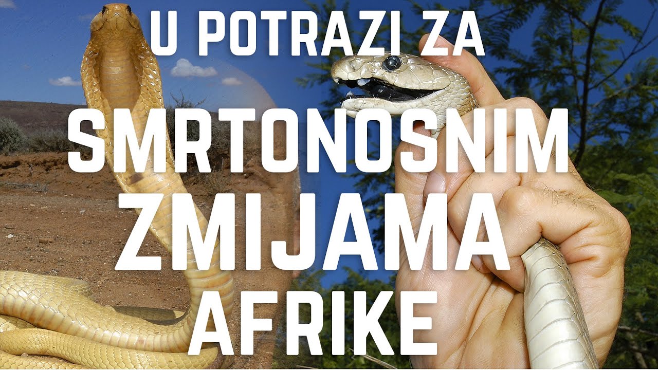 U potrazi za smrtononim zmijama Afrike (crna mamba, kobra...)