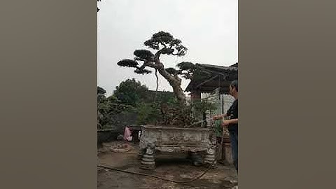 Nắm trọn cách tưới nước cho cây vào mùa đông để cây vẫn phát triển #shorts