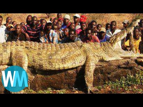 top-10-most-insanely-colossal-animals-of-all-time