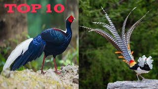 Top 10 Most Beautiful Pheasants Birds