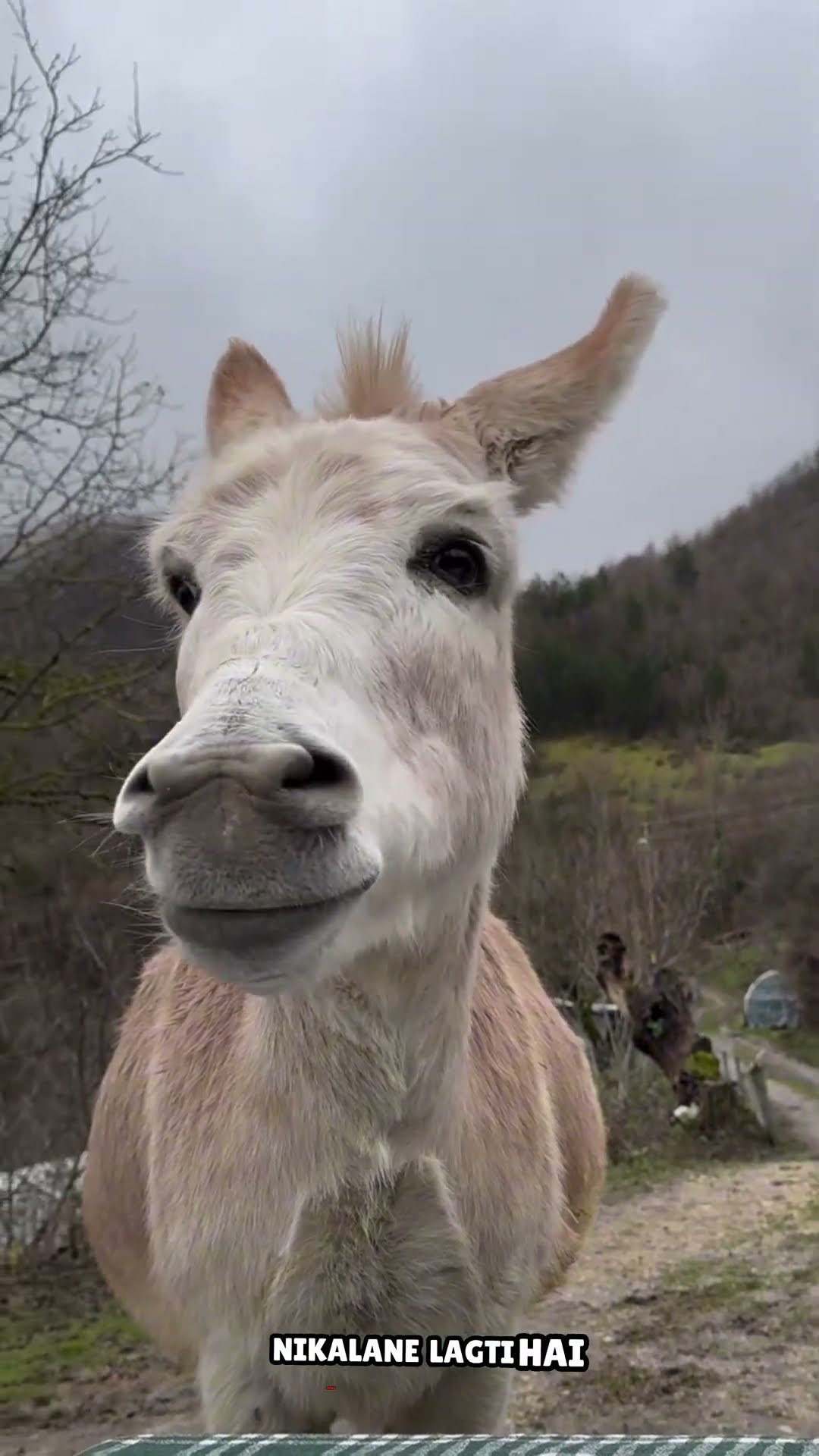 Dangi with prank #shortvideo