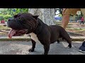 lo que nadie te dice sobre el american bully y su desarrollo