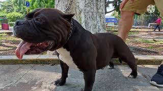 lo que nadie te dice sobre el american bully y su desarrollo