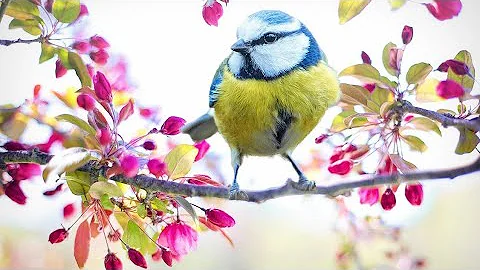 Nature Sounds- Birds Sounds Relaxation HD - meditation- Healing Birdsong- Yoga- Birds Chirping 720p