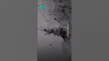 مشاهد تثير التبسم باندا يلعب على الثلج في حديقة الحيوانات الوطنية بواشنطن 