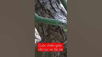 cuộc chiến kịch tính giữa rắn lục và tắc kè #shorts