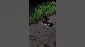 snake rescue and release in forest #trending #viral #video ytshorts #hathi gode top tal dailoug