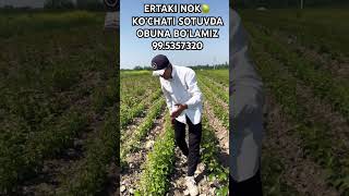 NOK KOCHATI SOTUVDA+998995357320 #youtubeshorts#fruit#agriculture#fruitplants#