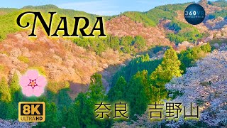 絶景 吉野山 吉野の桜, Sakura of Mt.Yoshino, Nara, 360VR -Travel Japan-