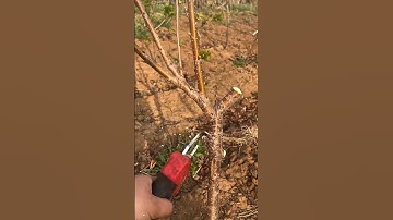 Cherry🍒tree pruning #satisfying #farming #pruning