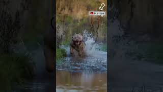 more view #doh transformation #pitbull  and #trending