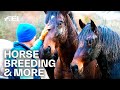 How to bring up Horses in a natural way - ft. The Billy Stud & More | RIDE - Ep. 5