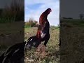 Aseel lakha#aseel #aseelfarm #rooster #birds