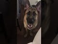 My Puppy Is Learning To Talk