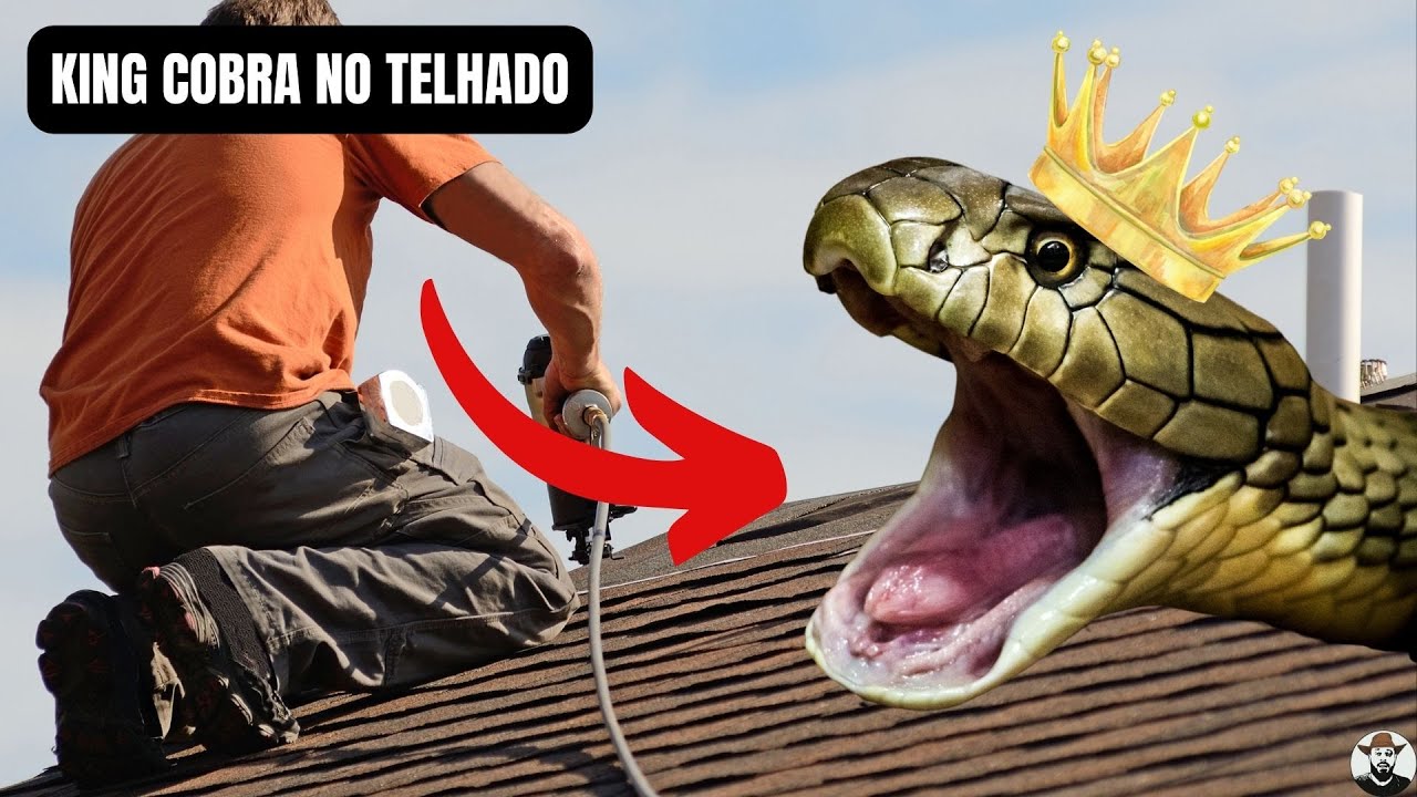 King Cobra no Telhado | Biólogo Henrique @squad king cobra channel