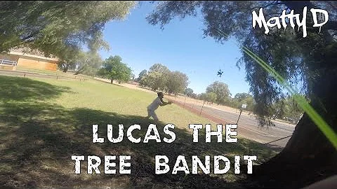 The Tree Bandit - Matty D FPV