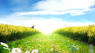 video background hd 1080p loop free to use