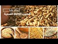 الحبوب الكاملة الصحية لنظام غذائي صحي أشكال حبوب الحنطة السوداء الجاودار الحنطة الشوفان