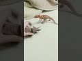 triceratops vs ceratosaurus #pong1977 #dinosaurshorts #vs #triceratops #ceratosaurus