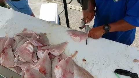 Filleting snapper - Part 2