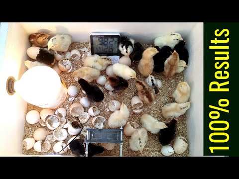Video: Styrofoam Incubators: Disinfection Of The Styrofoam Incubator. How To Make It Yourself At Home? Incubation Temperature For Chicken And Other Eggs
