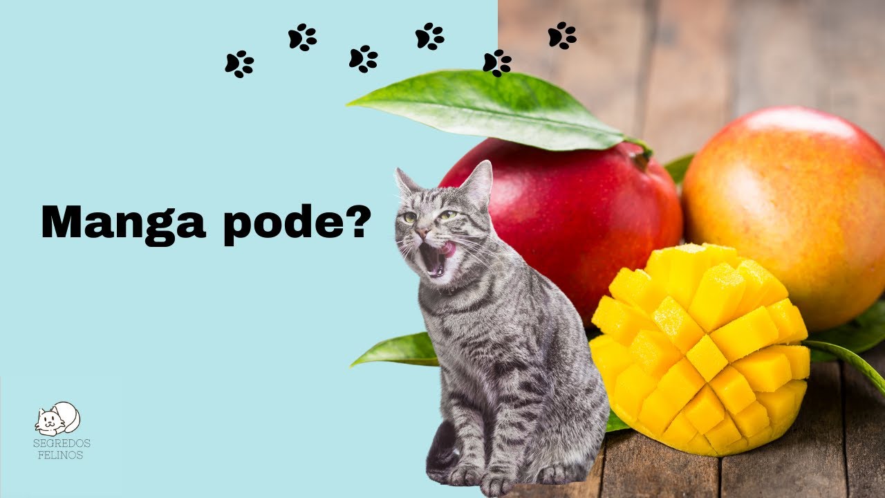 Gato pode comer Manga? - YouTube