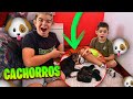 PINK TIENE 6 CACHORROS!!! PRECIOSOS