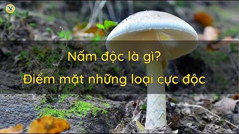 Nấm độc là gì? Điểm mặt những loại cực nguy hiểm