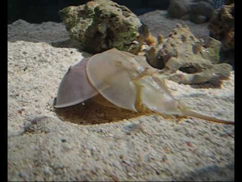 molting crab horseshoe pwm