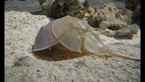 Molting horseshoe crab