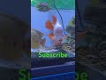 I'm getting the feed me look #midas #reddevilfish #viralshorts #youtubeshorts #subscribe