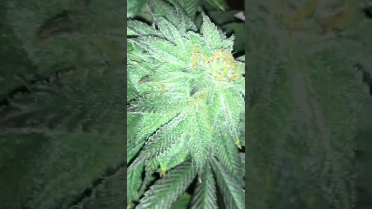 Cakes N Cream In House Genetics. Organic Indoor Grow Day 38 of Flower