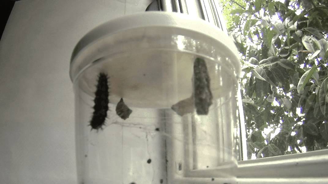 Time lapse of butterfly caterpillar turning into chrysalis YouTube
