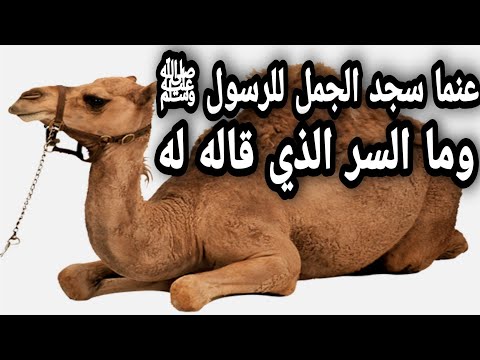 قصة مؤثرة جدا عندما سجد الجمل للرسول ﷺ وما هو السر الذي قاله الجمل لفضيلة الشيخ بدر المشاري