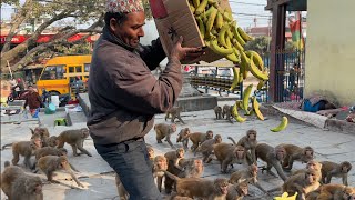 Such a nice video of monkey dog and cow fed