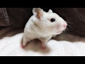 【ハムスター】こむぎちゃん