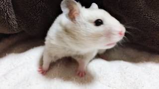 【ハムスター】こむぎちゃん