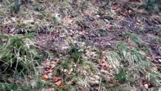 Jabali a trailla en soba valcaba bombi y kaiser