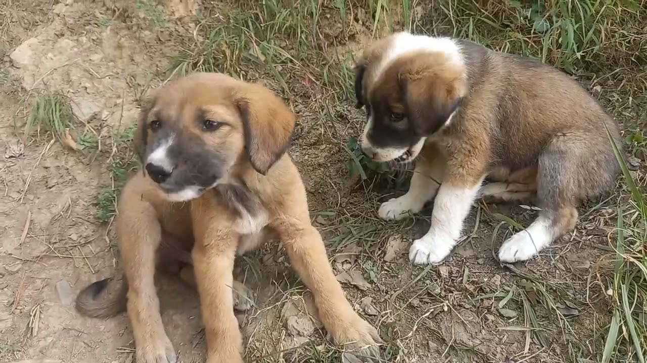 cute puppy videos 🐶 | cute animals | dog videos 