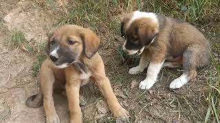 Cute Puppy Videos Cute Animals Dog Videos