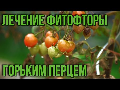 Лечение фитофторы горьким перцем. Как избавиться от фитофторы на томатах. Дачные советы