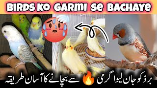 Budgies summer care | Most important information about summers | birds ko garmi se kase bachian