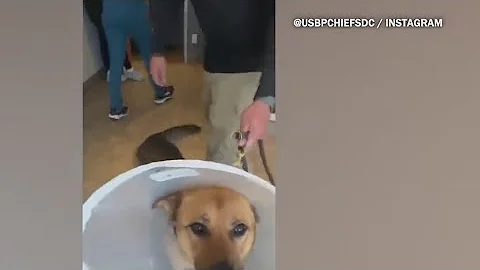 Border Patrol K9 'Boo' making full recovery after snake bite