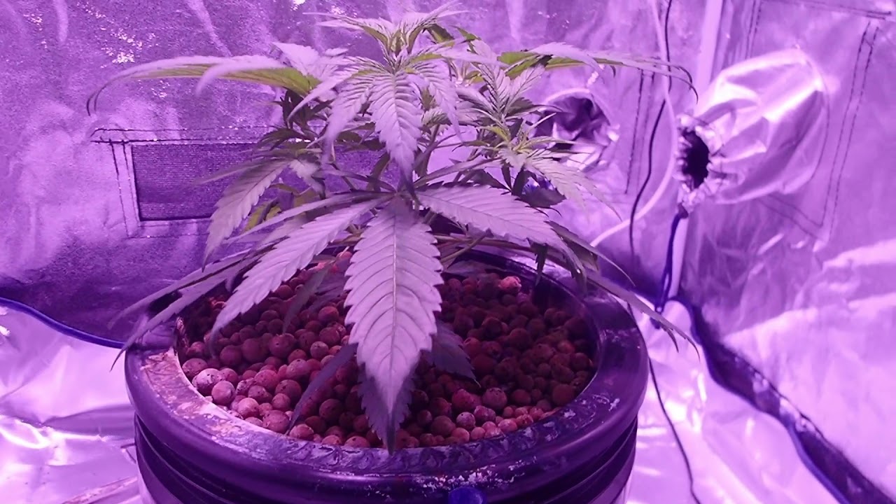 Purple Kush - P10 - 1 Month Q Review