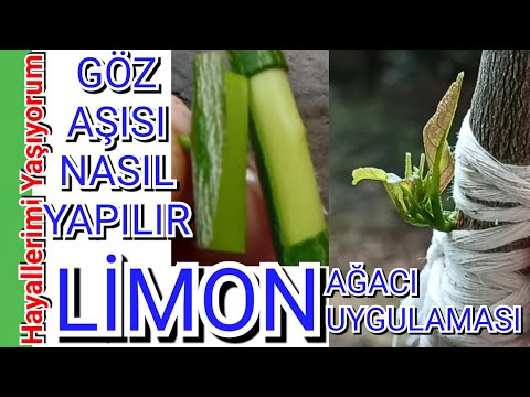 Limon Aşısı Nasıl ve Ne Zaman Yapılır