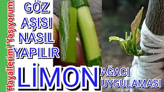 Limon Aşısı Nasıl Ve Ne Zaman Yapılır