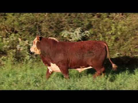 LOTE 83 - G051